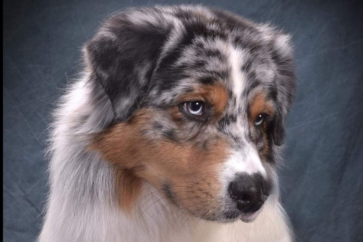 Australian Shepherd Puppies breeder image 3