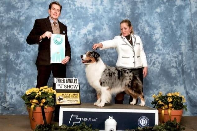 Australian Shepherd Puppies breeder image 1
