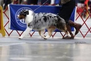 Australian Shepherd Puppies breeder image 45