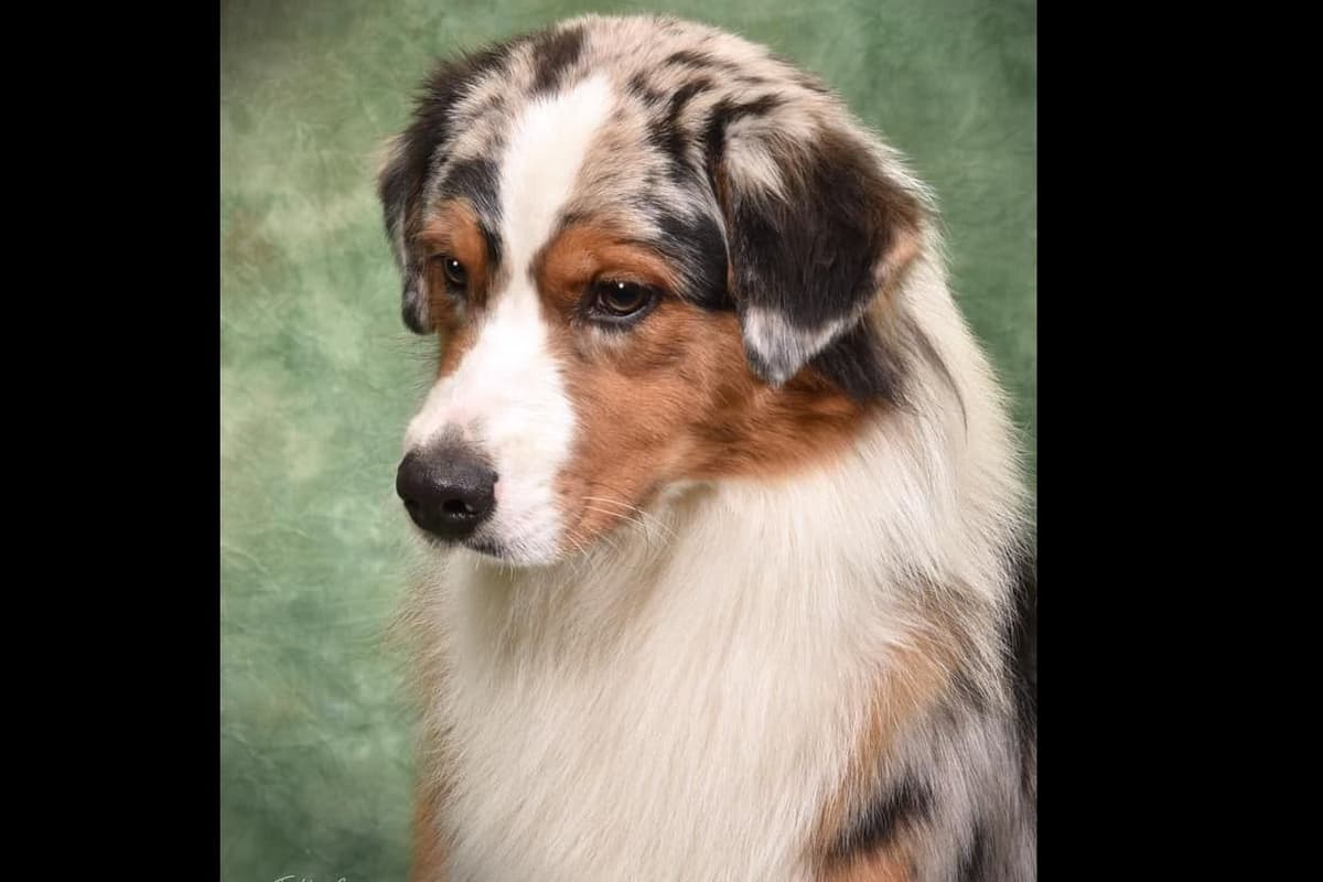 Australian Shepherd Puppies breeder image 46
