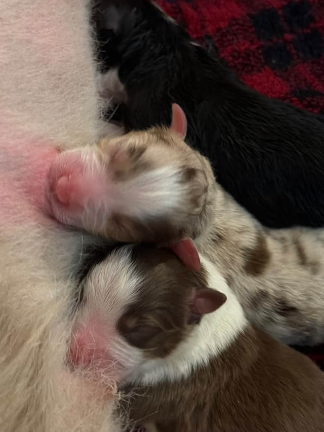 Australian Shepherd Puppies media 3
