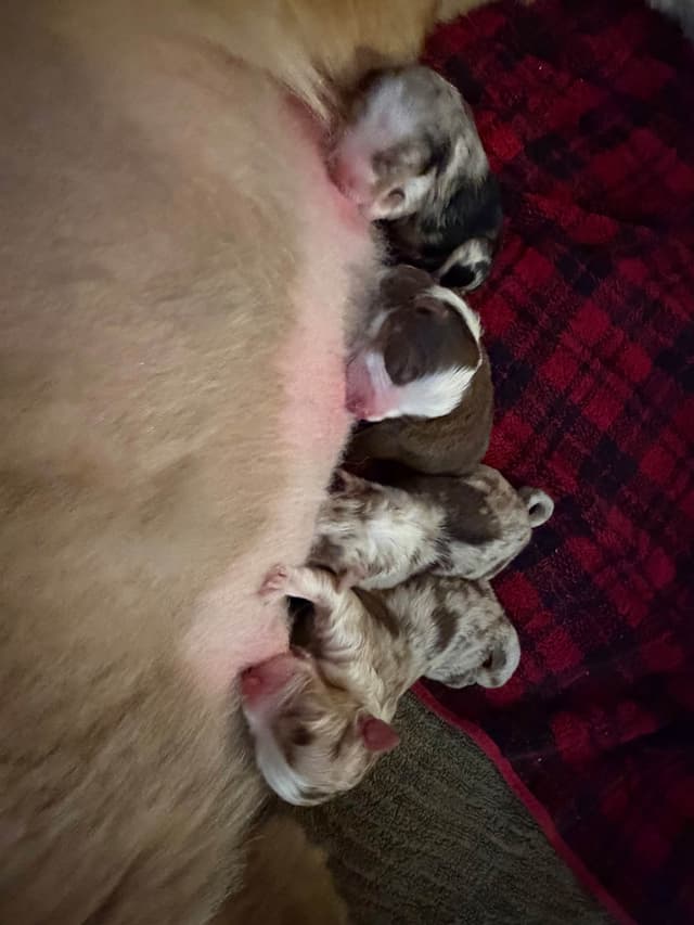 Australian Shepherd Puppies media 5