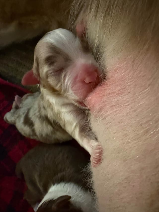 Australian Shepherd Puppies media 6