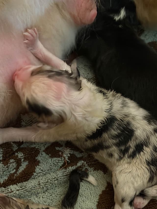 Australian Shepherd Puppies media 7