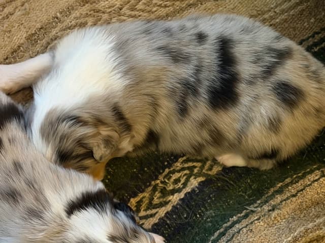 Australian Shepherd Puppies media 2
