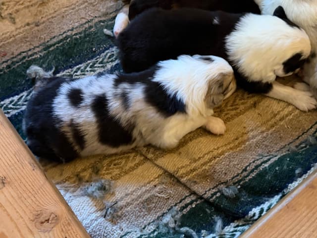 Australian Shepherd Puppies media 3