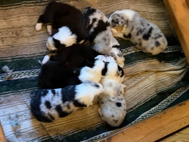 Australian Shepherd Puppies media 4