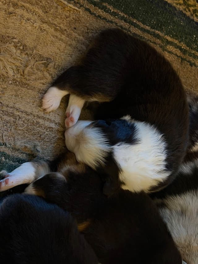 Australian Shepherd Puppies media 5