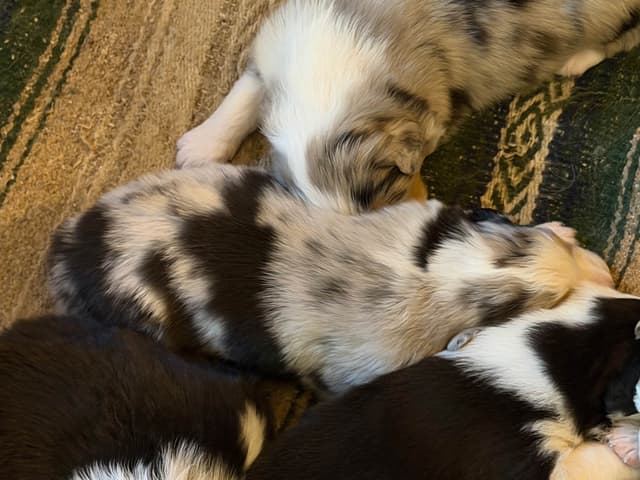 Australian Shepherd Puppies media 6