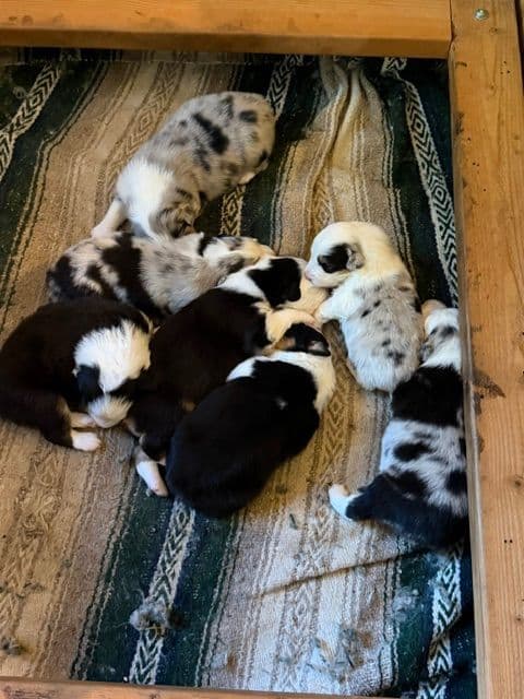 Australian Shepherd Puppies media 7