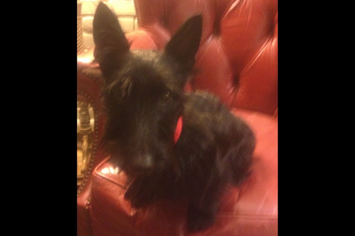 Scottish Terrier Puppies breeder image 1