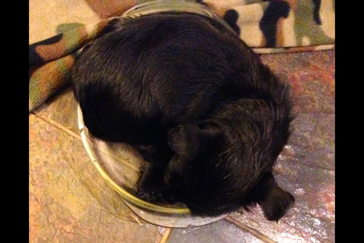 Scottish Terrier Puppies breeder image 14