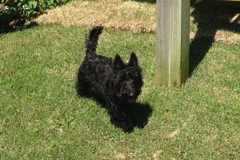 Scottish Terrier Puppies breeder image 11
