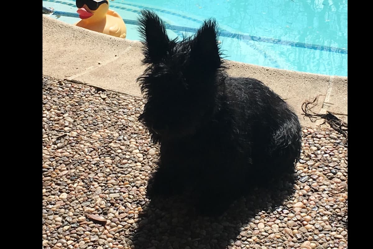 Scottish Terrier Puppies breeder image 10