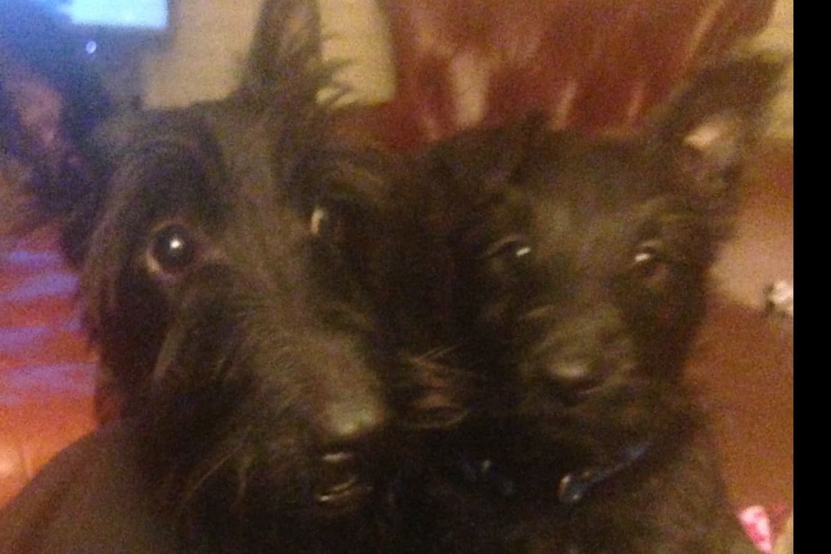 Scottish Terrier Puppies breeder image 9