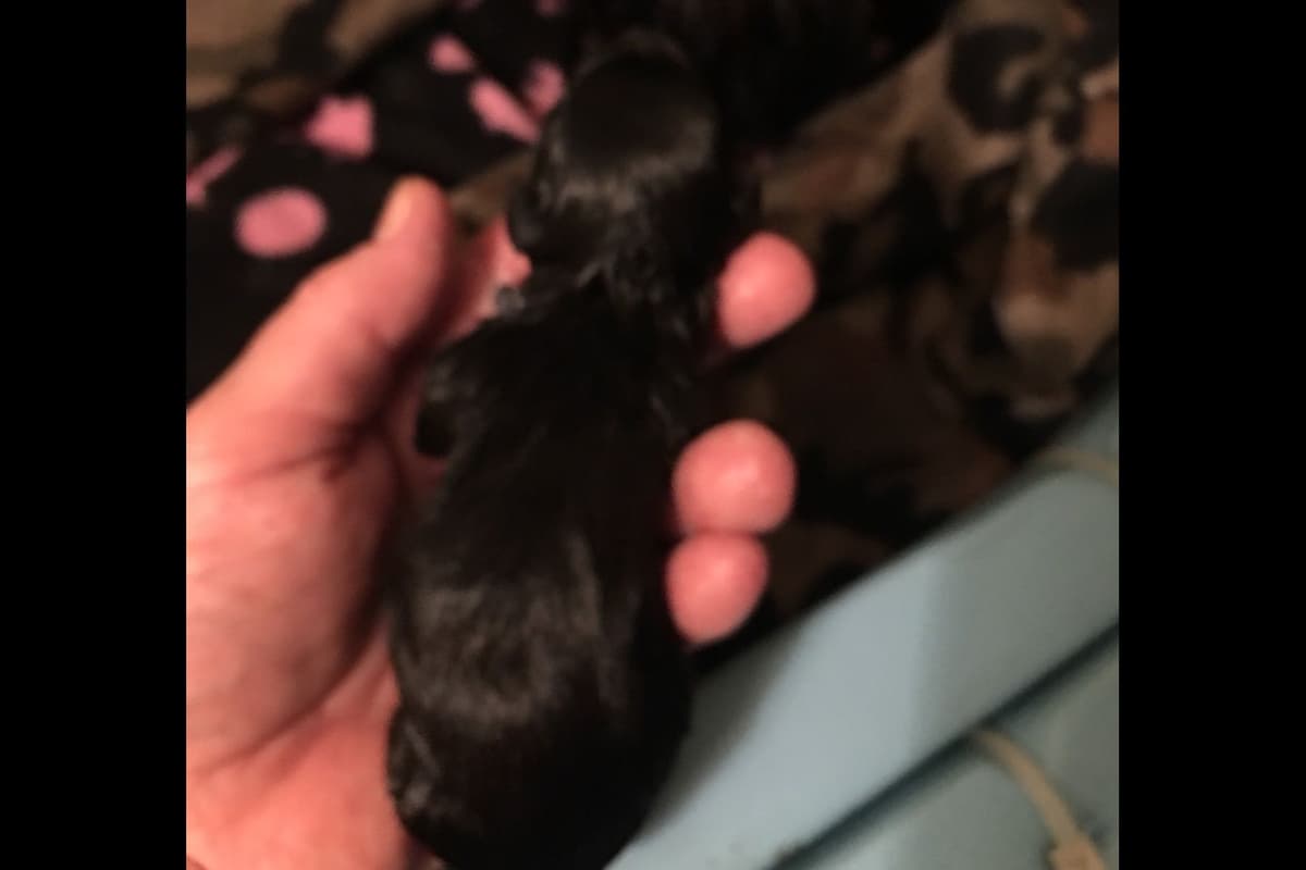 Scottish Terrier Puppies breeder image 8