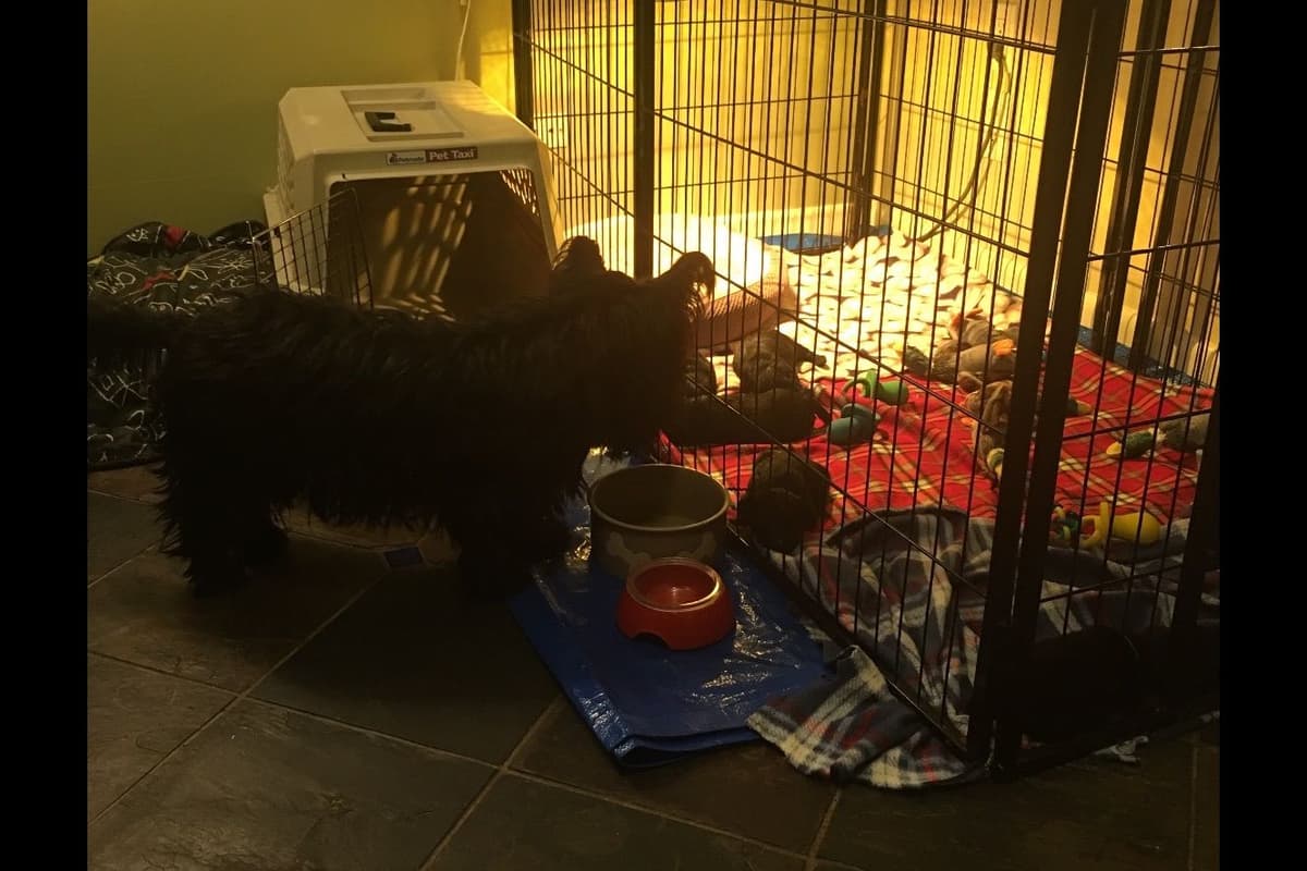 Scottish Terrier Puppies breeder image 7