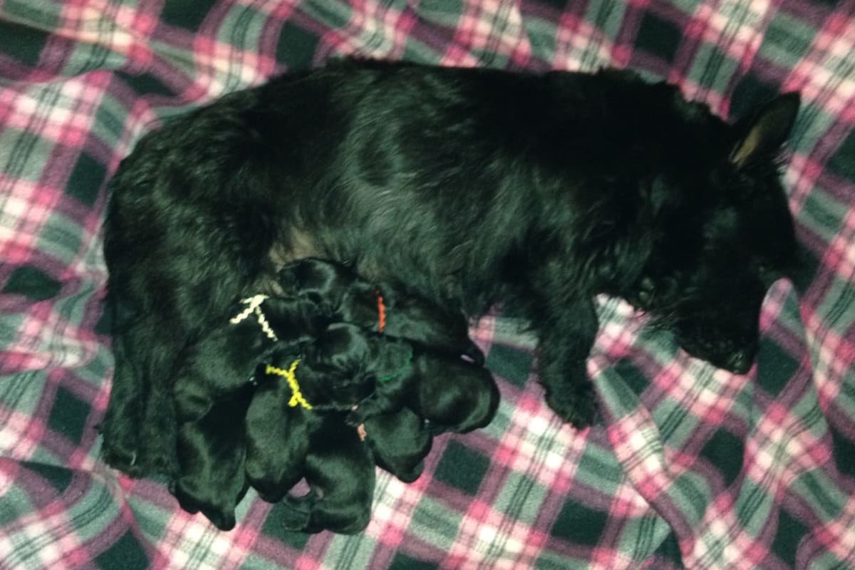 Scottish Terrier Puppies breeder image 6