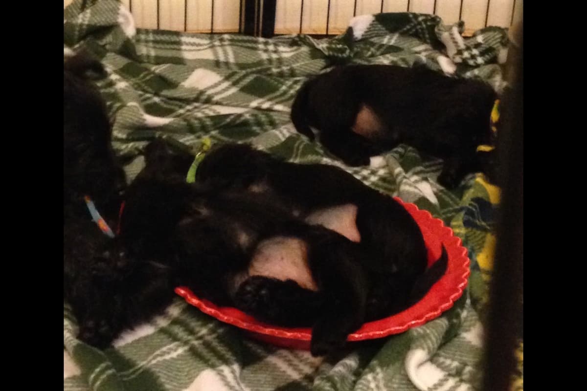 Scottish Terrier Puppies breeder image 5