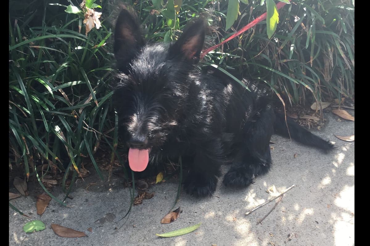 Scottish Terrier Puppies breeder image 4
