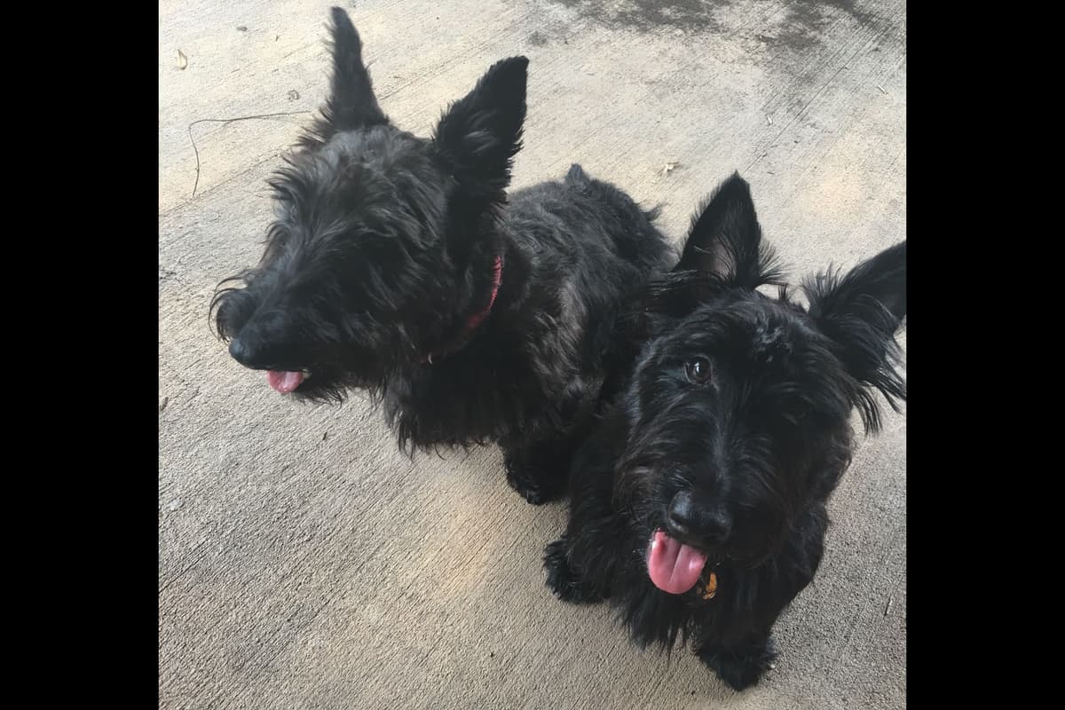 Scottish Terrier Puppies breeder image 3