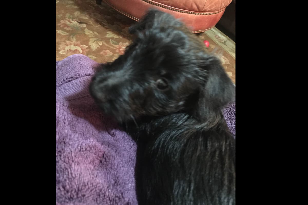 Scottish Terrier Puppies breeder image 15