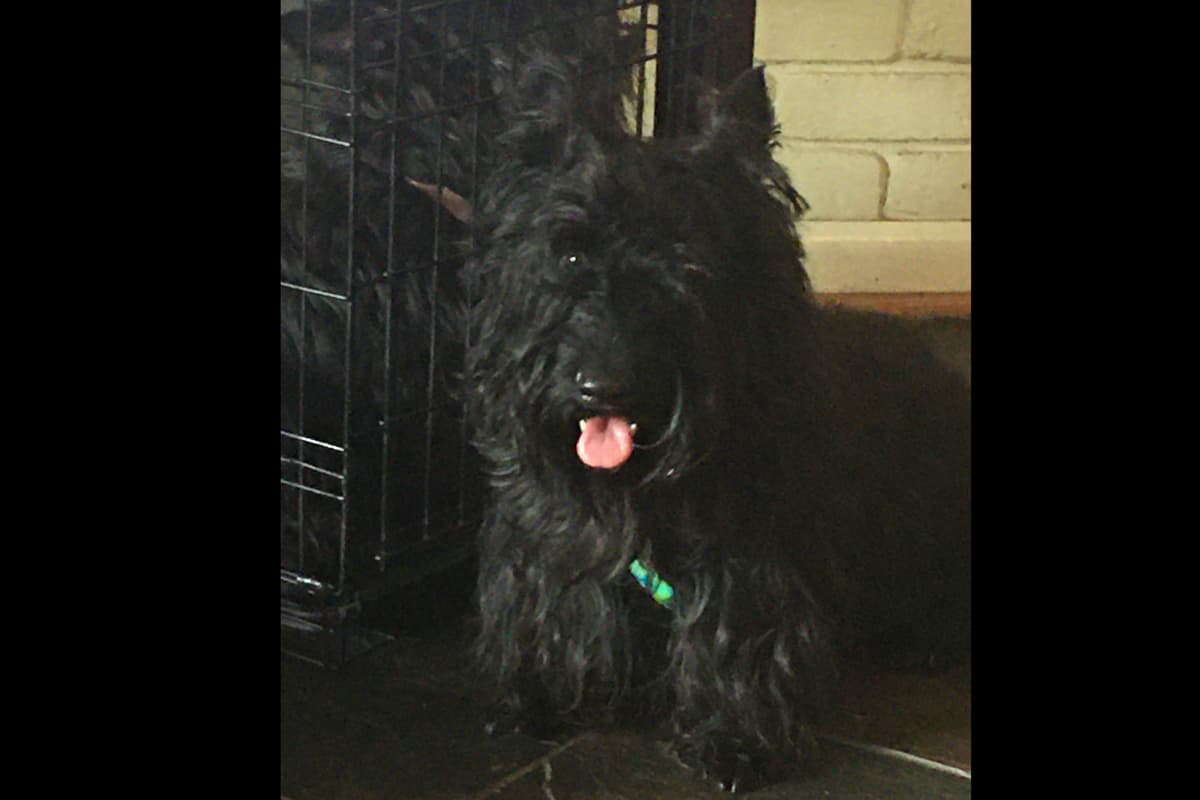 Scottish Terrier Puppies breeder image 16