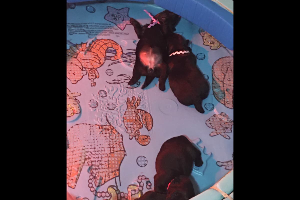 Scottish Terrier Puppies breeder image 17