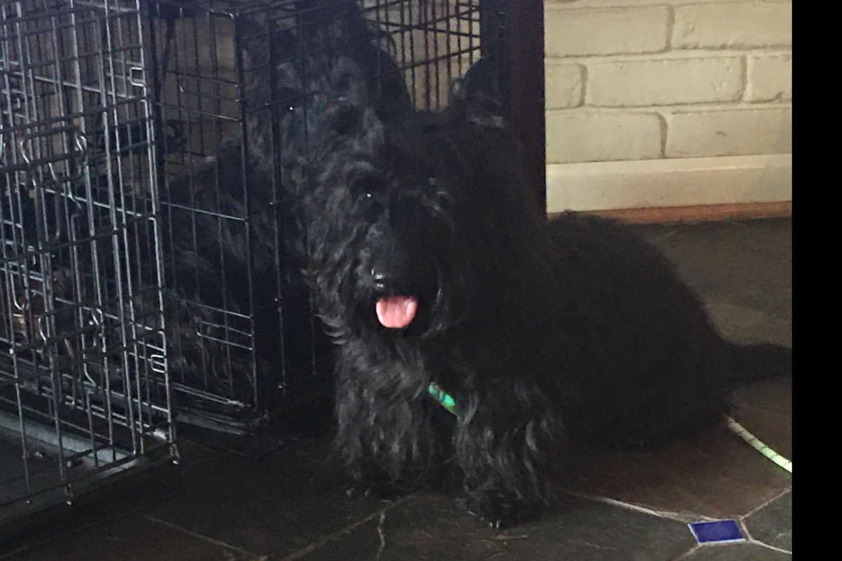 Scottish Terrier Puppies breeder image 18