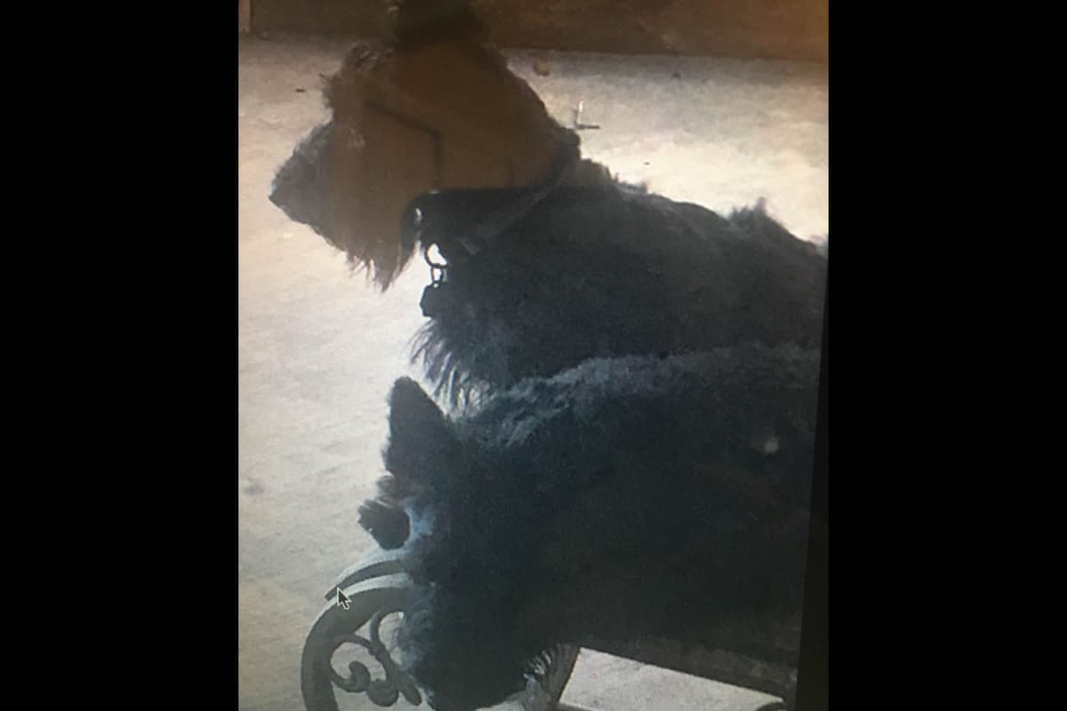 Scottish Terrier Puppies breeder image 19