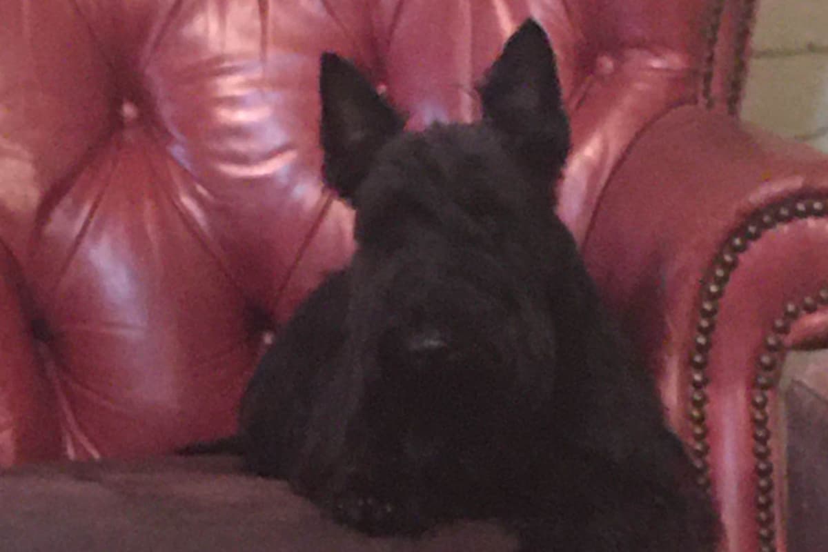 Scottish Terrier Puppies breeder image 20