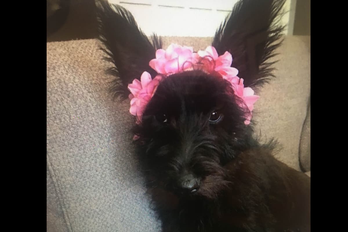 Scottish Terrier Puppies breeder image 22