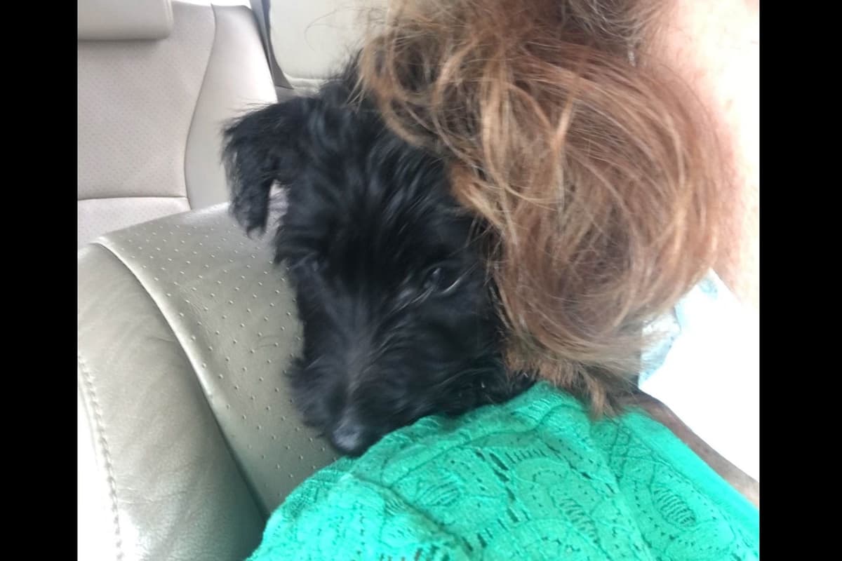 Scottish Terrier Puppies breeder image 23