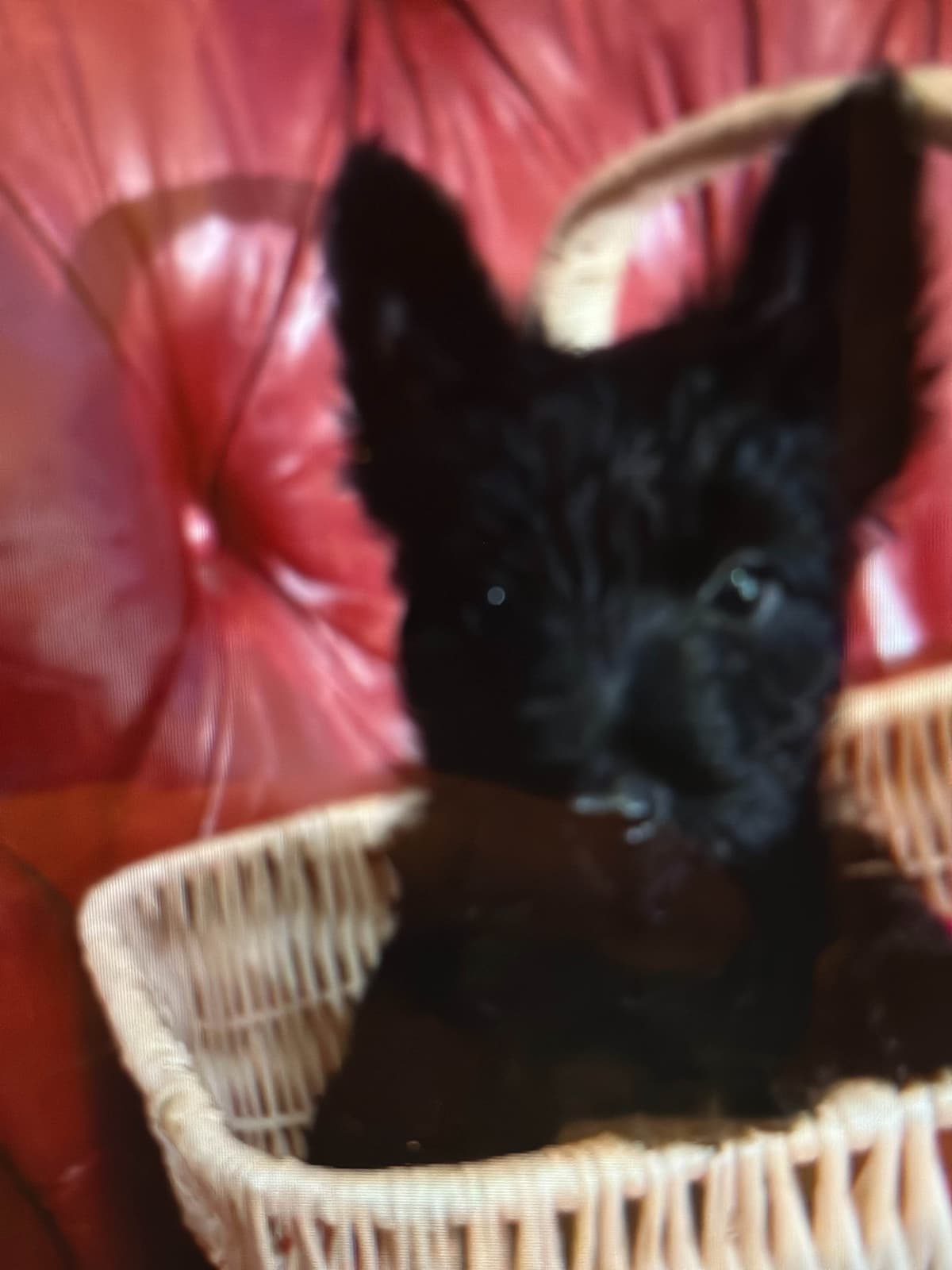 Scottish Terrier Puppies breeder image 24