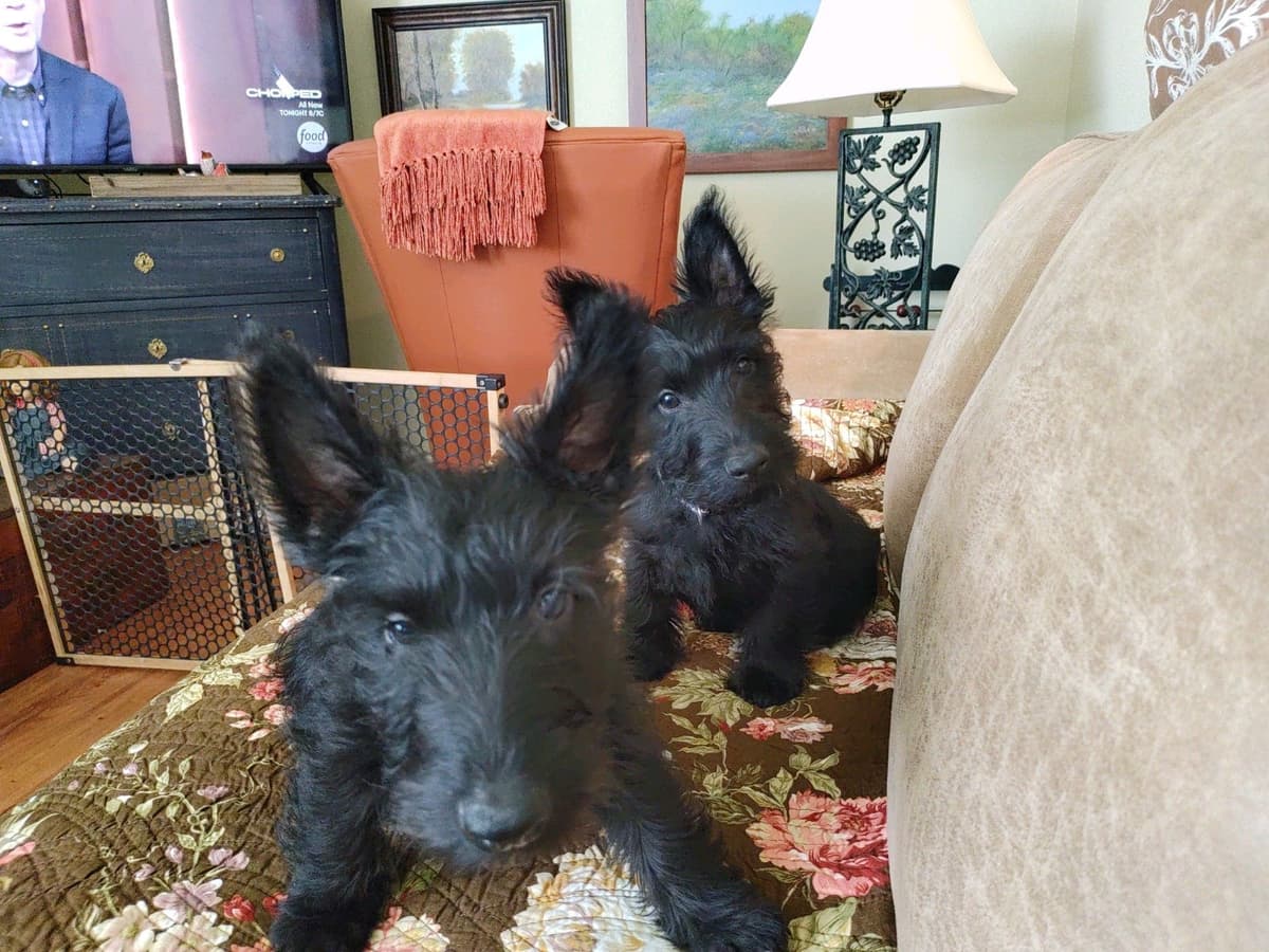 Scottish Terrier Puppies breeder image 25
