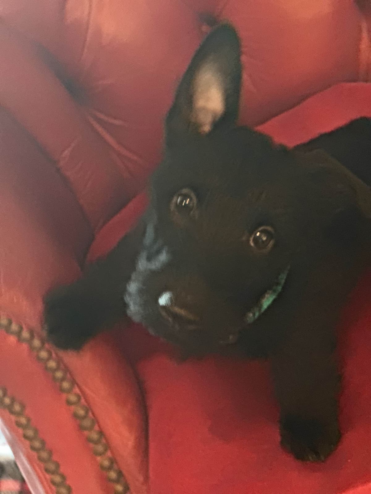 Scottish Terrier Puppies breeder image 26