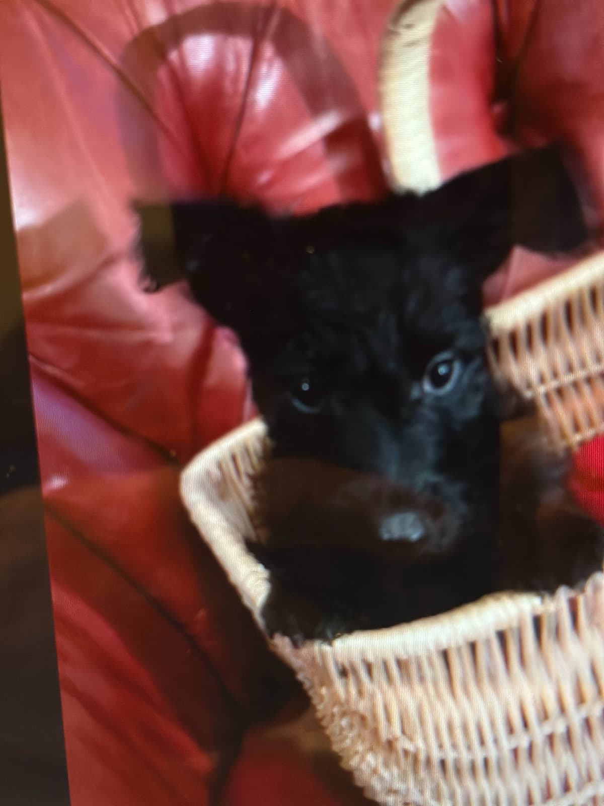 Scottish Terrier Puppies breeder image 27