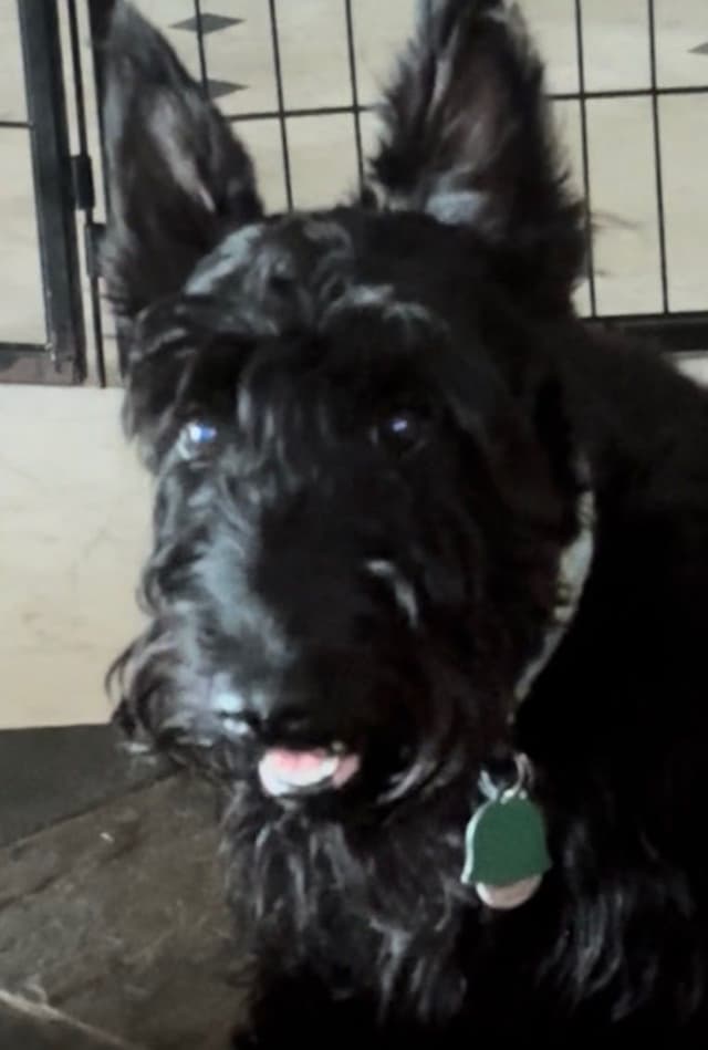 Scottish Terrier Puppies media 2