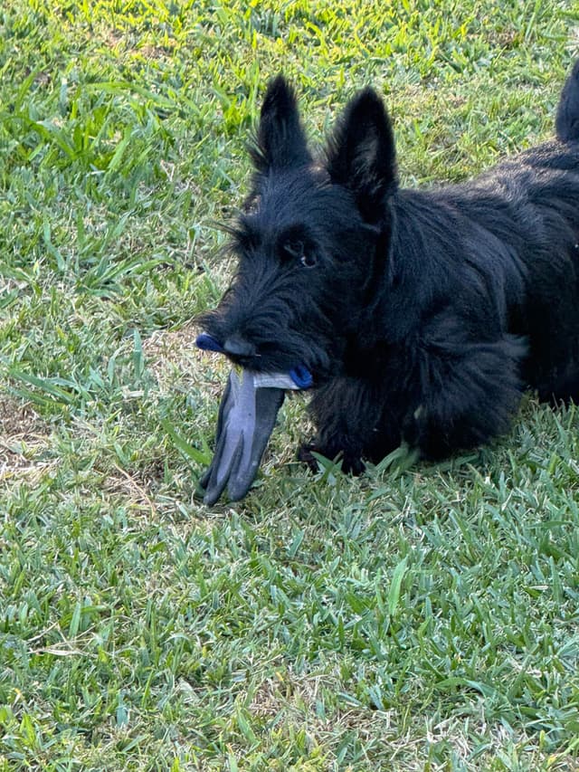 Scottish Terrier Puppies media 4