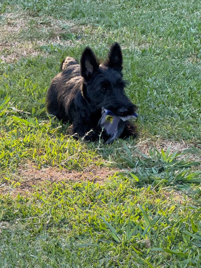 Scottish Terrier Puppies media 5