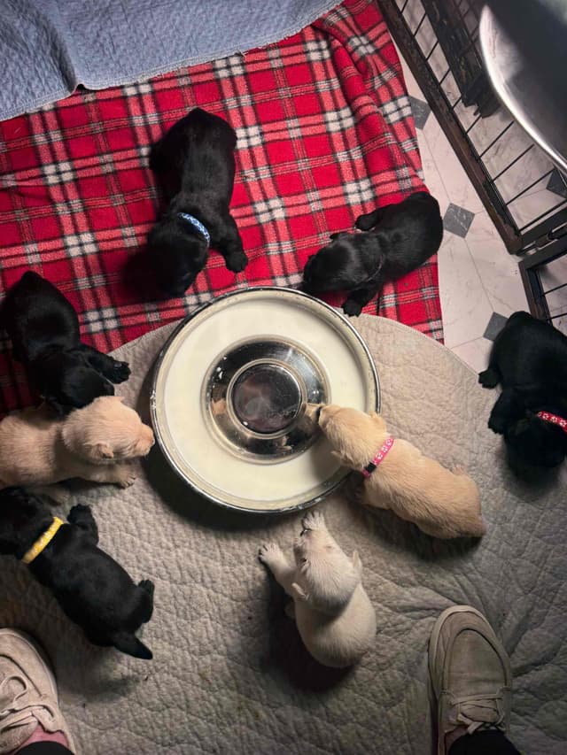 Scottish Terrier Puppies media 6