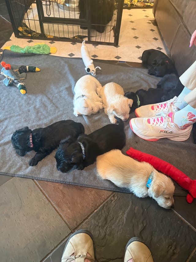 Scottish Terrier Puppies media 7