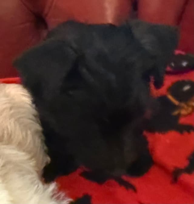Scottish Terrier Puppies media 8