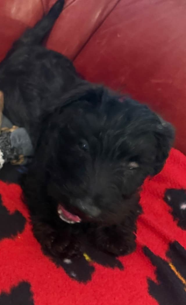 Scottish Terrier Puppies media 9