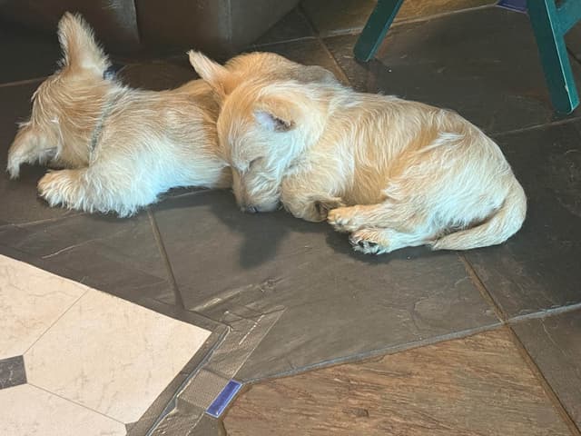 Scottish Terrier Puppies media 10