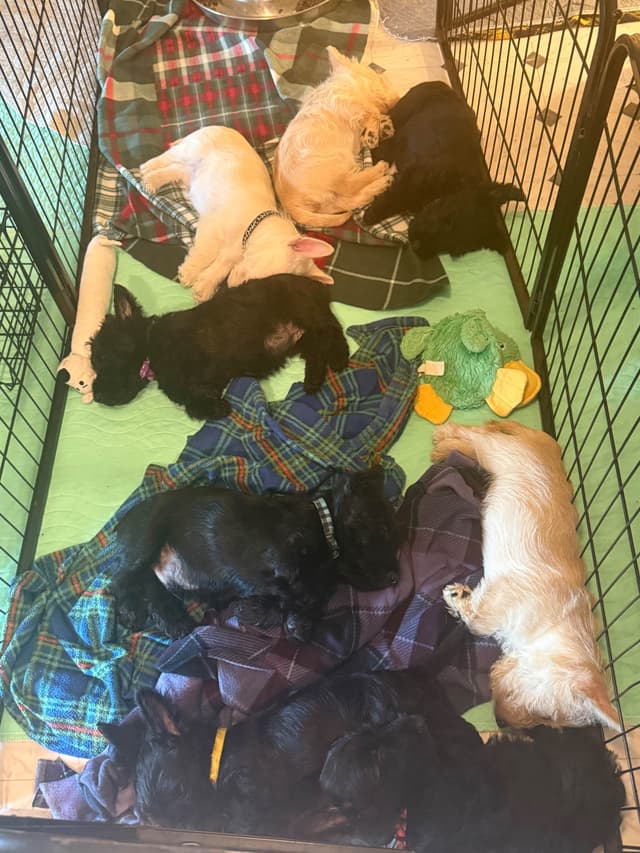 Scottish Terrier Puppies media 11