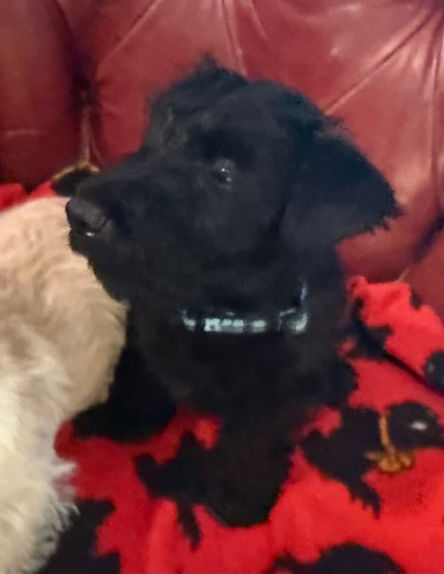 Scottish Terrier Puppies media 13