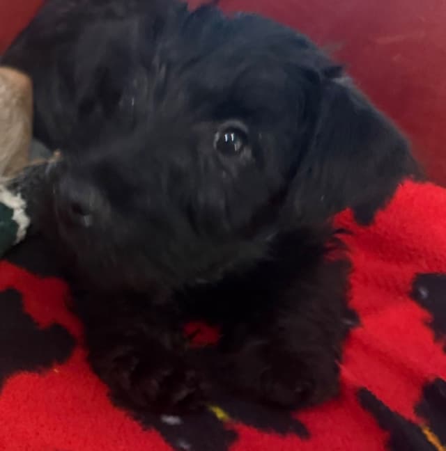 Scottish Terrier Puppies media 18