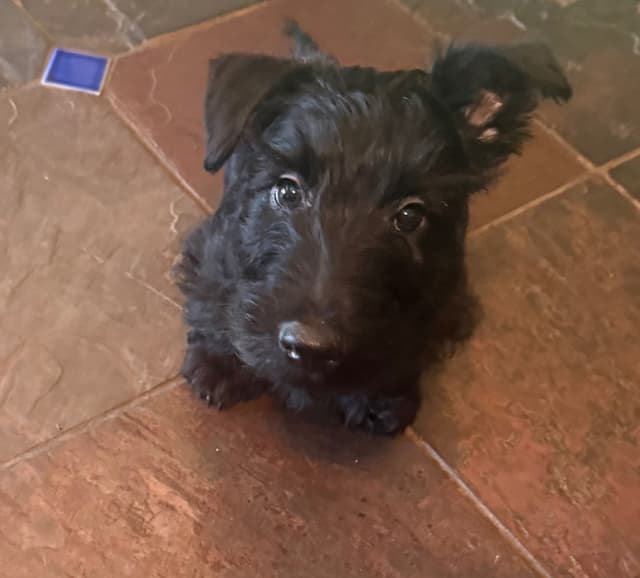 Scottish Terrier Puppies media 19