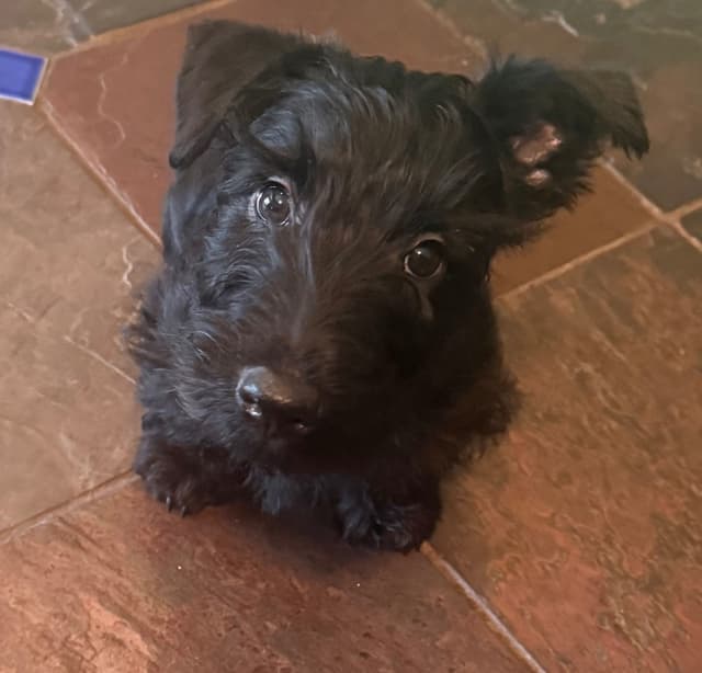 Scottish Terrier Puppies media 20